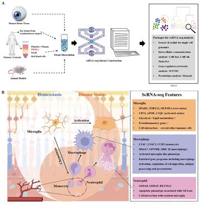 Decoding physiological and pathological roles of innate immune cells in eye diseases: the perspectives from single-cell RNA sequencing